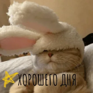 🌟