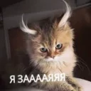 🐰