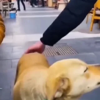 🐕