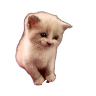 🐱
