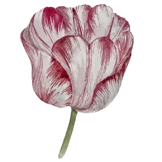 🌷