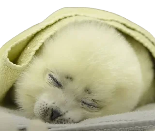 😴