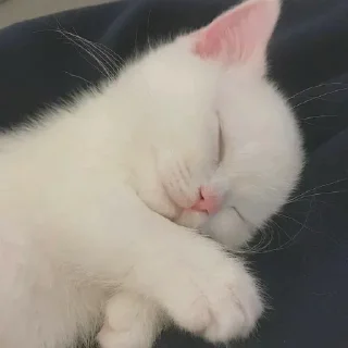 🐾