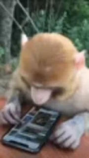 🐒