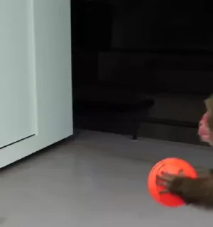 🏀