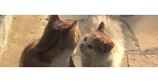 🐱