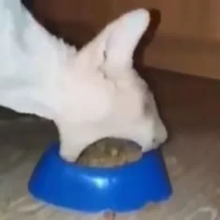 😸