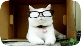 😺