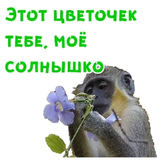 🌹