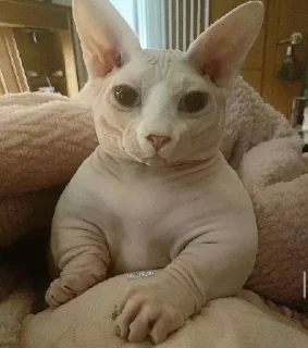 🥺