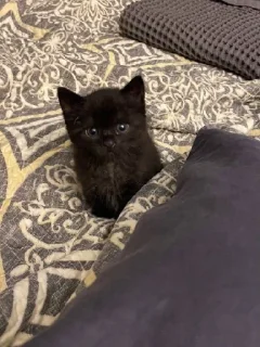 🥺