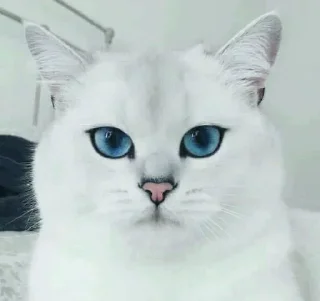🐱