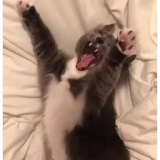 😸