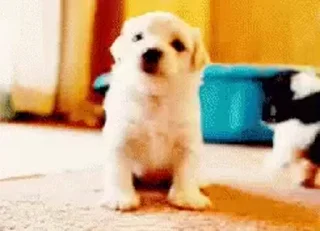 🐶