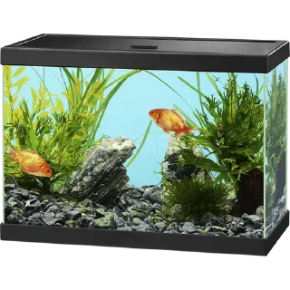 🐠