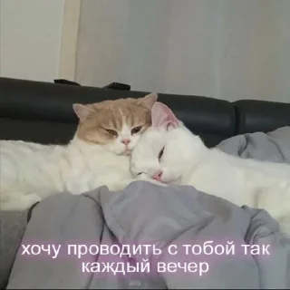 🫂