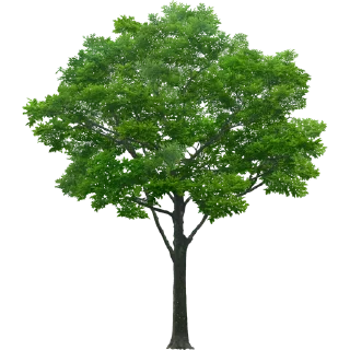 🌳