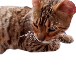 🐱