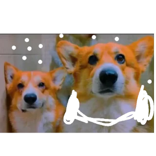 🐶