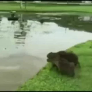🛹