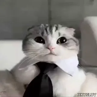 Kittens 4 @xkysluv