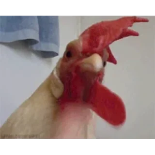 Петухи 🐔 @freetopsticker