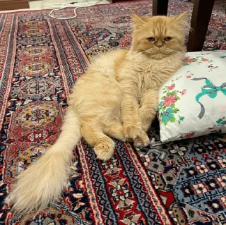 🐈