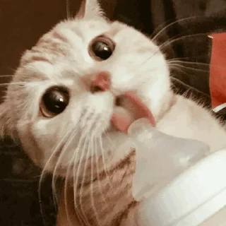 🐾