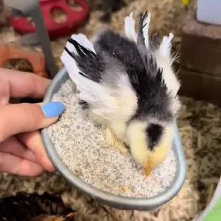 🤩