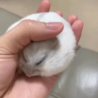 🥟