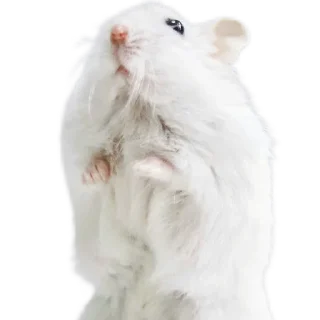 🐁