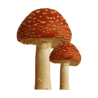 🍄
