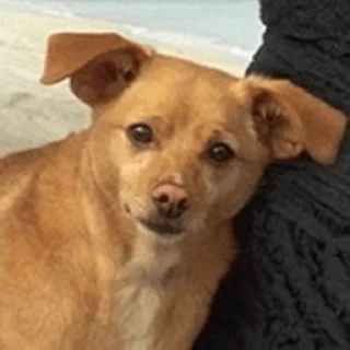 🐶