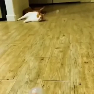 🤩