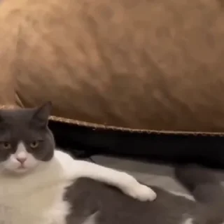 🐈‍⬛️