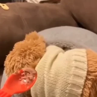 🐈