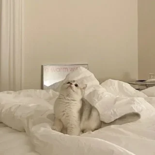 🐈