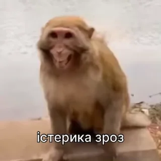 🤪