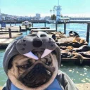🐶
