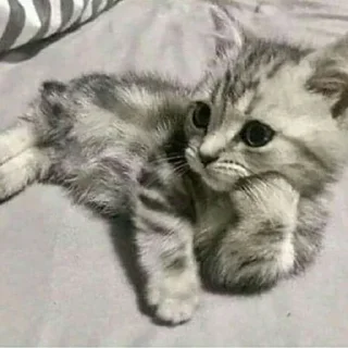 😺