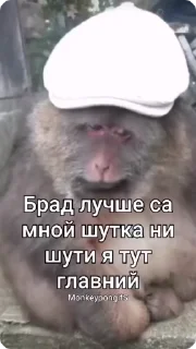 😾