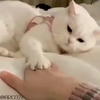 😾