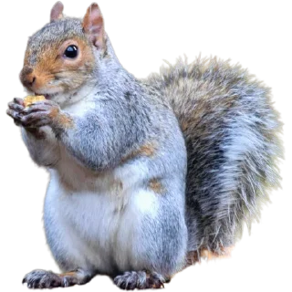 🐿️