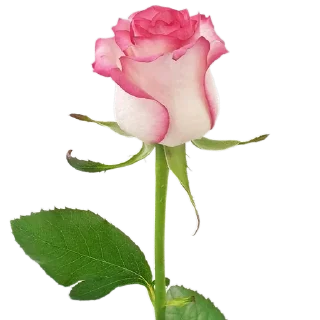 🌹