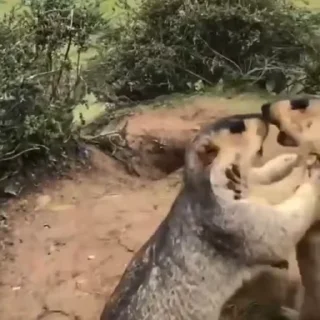 😡