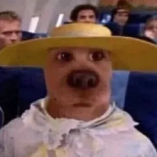 🐶