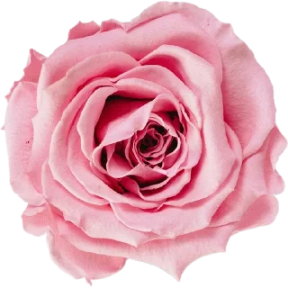 Милые цветы 2 @simplesticker