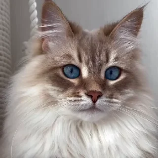 🤩