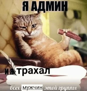 😼