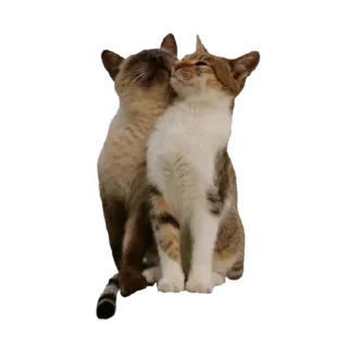 🐈